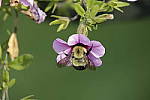 Click to see Y_MG_0549.JPG