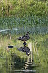 Click to see Y_MG_0554.JPG