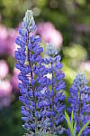 Click to see Y_MG_0612.JPG