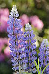 Click to see Y_MG_0613.JPG