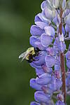 Click to see Y_MG_0623.JPG