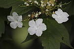 Click to see Y_MG_0645.JPG