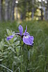 Click to see Y_MG_0818.JPG