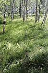 Click to see Y_MG_0824.JPG