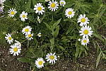 Click to see Y_MG_0993_NR-Low.JPG