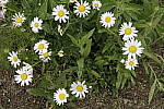 Click to see Y_MG_0994_NR-Standard.JPG