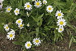 Click to see Y_MG_0995_NR-High.JPG