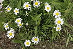 Click to see Y_MG_0996_NR-Stack.JPG