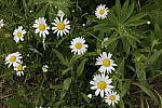 Click to see Y_MG_1002_ISO-800.JPG