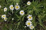 Click to see Y_MG_1003_ISO-400.JPG