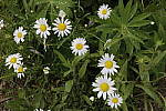 Click to see Y_MG_1004_ISO-200.JPG