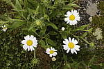 Click to see Y_MG_1129.JPG