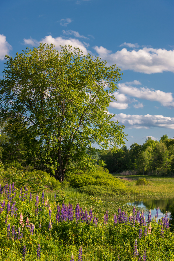 Canon T6i Review -- Gallery Image