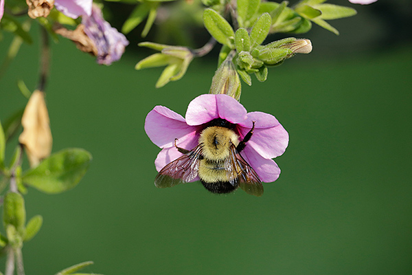 Canon T6i Review -- Gallery Image