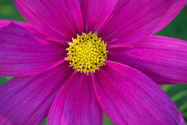 Canon T6i Review -- Gallery Image