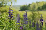 Click to see YIMG_1093-HDR.JPG