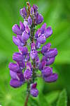 Click to see YIMG_1831.JPG