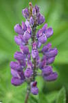 Click to see YIMG_1835_Soft focus.JPG