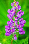 Click to see YIMG_1836_Art Bold.JPG