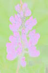 Click to see YIMG_1837_Water painting.JPG