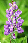 Click to see YIMG_1839_Standard.JPG