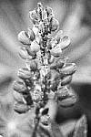 Click to see YIMG_1840_Grainy BW.JPG