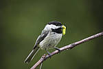 Click to see Y_MG_0966-ACR_D.JPG