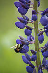 Click to see Y_MG_1023-ACR_D.JPG