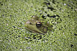 Click to see Y_MG_1046-ACR_D.JPG