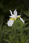 Click to see Y_MG_1047-ACR_D.JPG