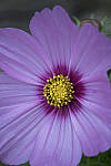 Click to see Y_MG_1053-ACR_D.JPG