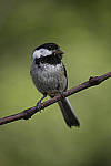 Click to see Y_MG_1057-ACR_D.JPG