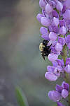 Click to see Y_MG_1061-ACR_D.JPG