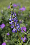 Click to see Y_MG_1154.JPG