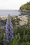 Click to see Y_MG_1177.JPG