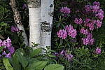 Click to see Y_MG_1238.JPG