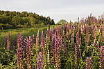 Click to see Y_MG_1245.JPG