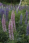 Click to see Y_MG_1249.JPG