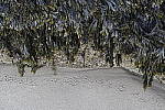 Click to see Y_MG_1409.JPG