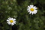 Click to see Y_MG_1826.JPG