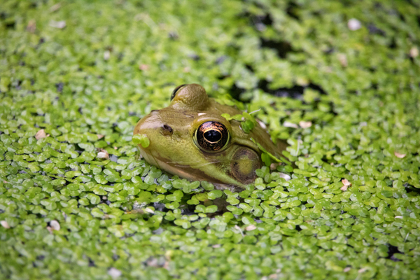 Canon T6s Review -- Gallery Image