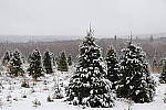 Click to see Y_MG_2234.JPG
