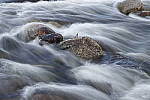 Click to see Y_MG_2379.JPG