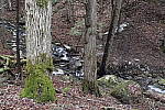 Click to see Y_MG_2477.JPG