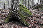 Click to see Y_MG_2482.JPG
