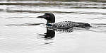 Click to see Y_MG_2596-MOD.JPG