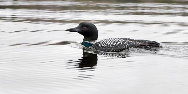 Canon T7i Review -- Gallery Image