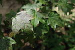 Click to see YDXO_0332.JPG