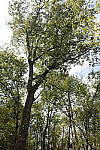 Click to see YDXO_0333.JPG