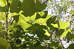 Click to see YDXO_0337.JPG